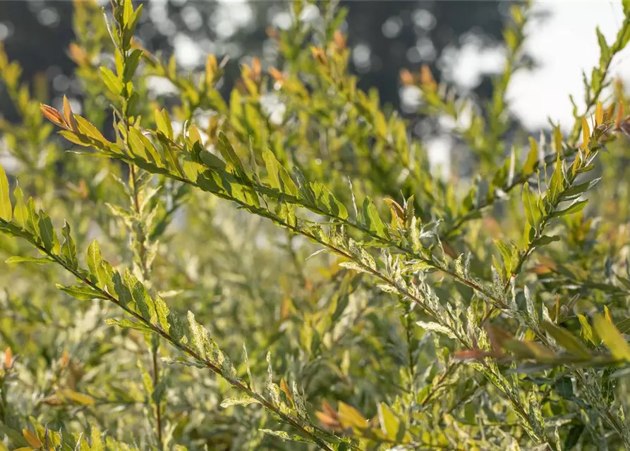 Salix integra 'Hakuro Nishiki'