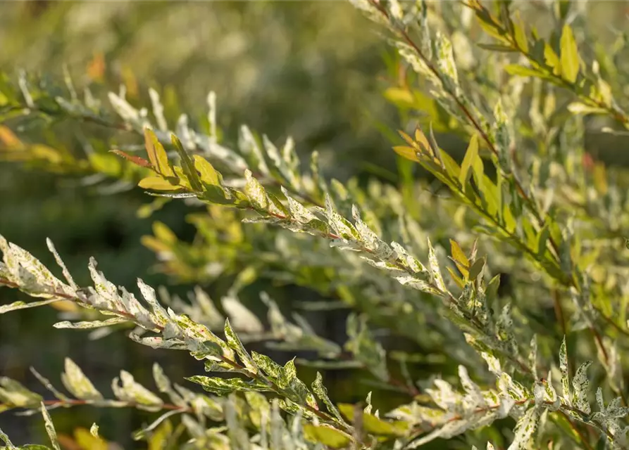 Salix integra 'Hakuro Nishiki'