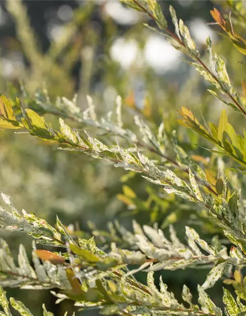 Salix integra 'Hakuro Nishiki'
