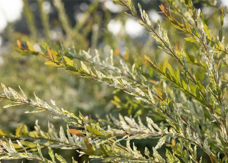 Salix integra 'Hakuro Nishiki'