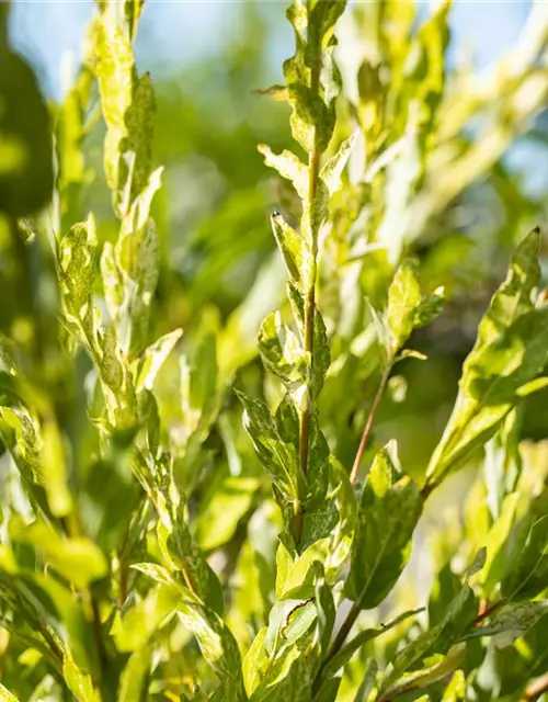 Salix integra 'Hakuro Nishiki'