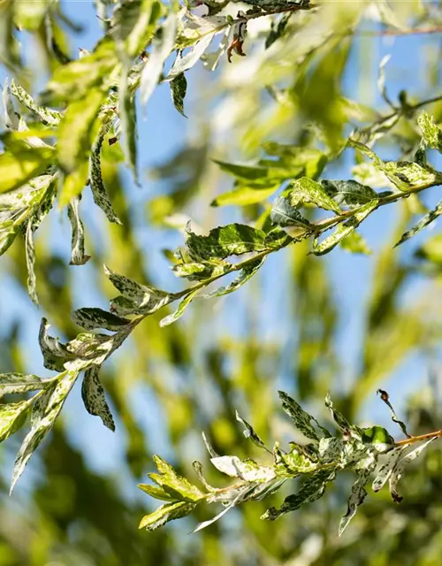 Salix integra 'Hakuro Nishiki'