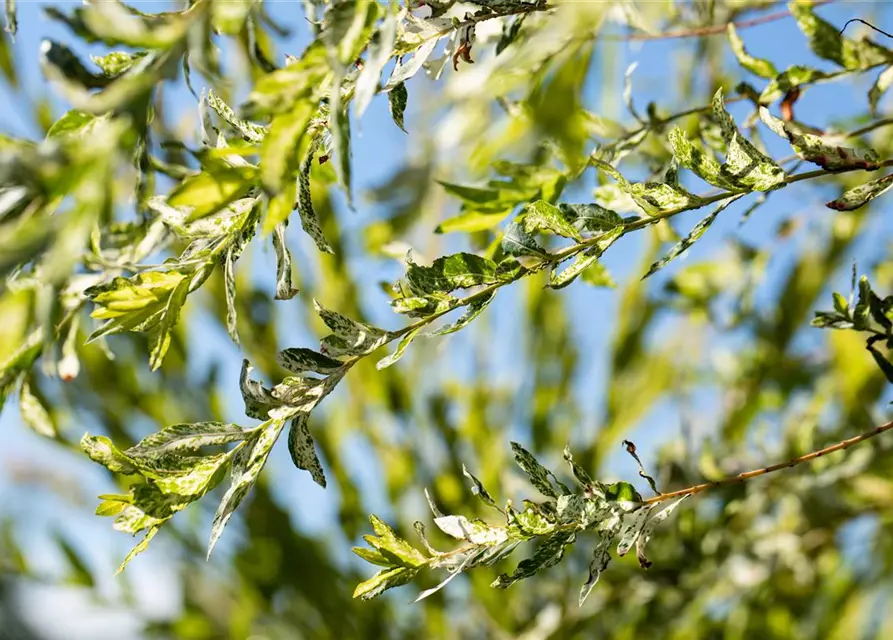 Salix integra 'Hakuro Nishiki'