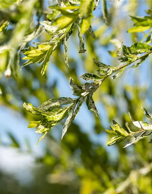 Salix integra 'Hakuro Nishiki'