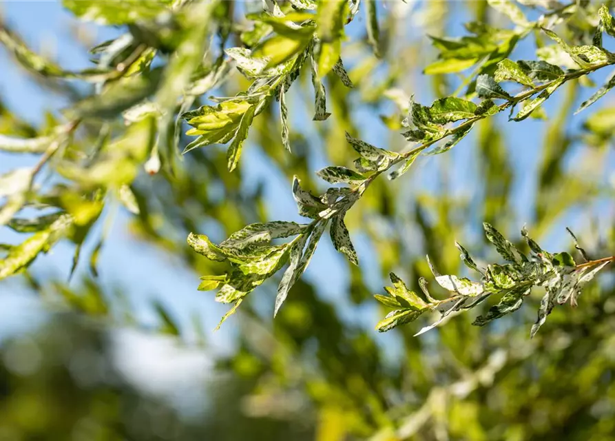 Salix integra 'Hakuro Nishiki'