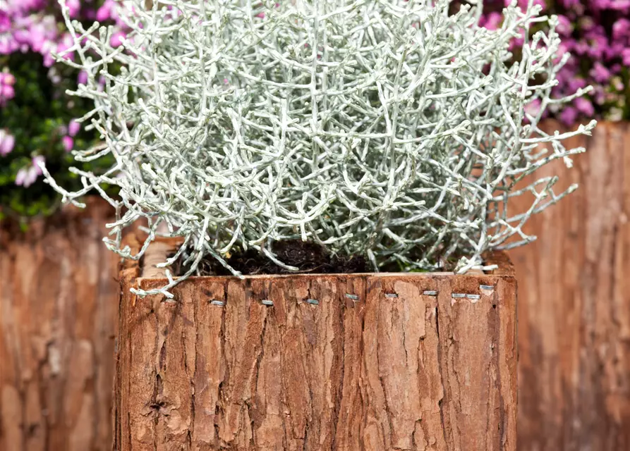 Stacheldrahtpflanze