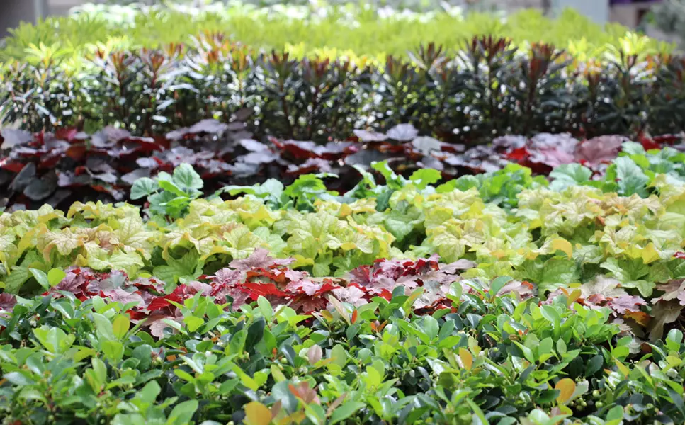 Herbstzaubersortiment - aus eigener Produktion Herbstzaubersortiment - aus eigener Produktion