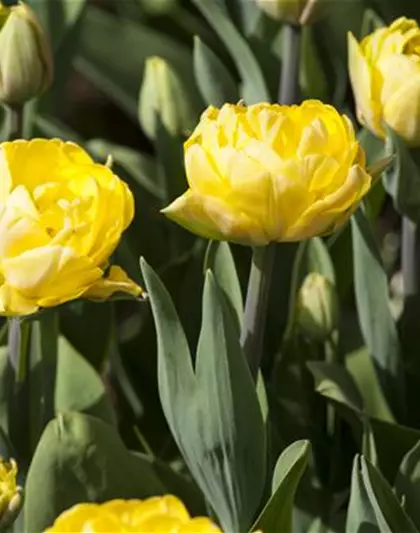 Tulp 'Foxy Foxtrott' 
