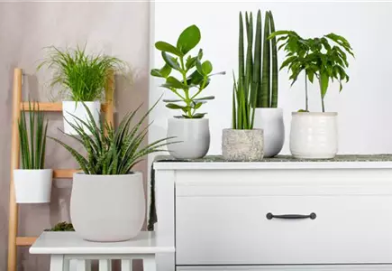 Zimmerpflanzen Zimmerpflanzen