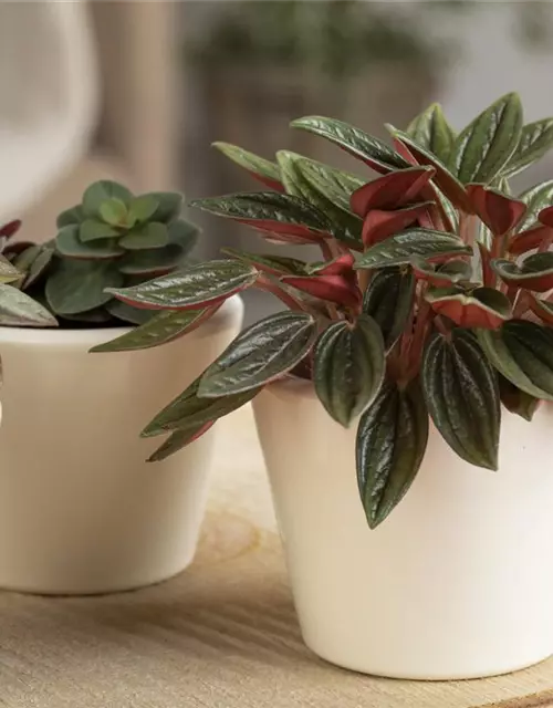 Peperomia 'Napoli Nights'