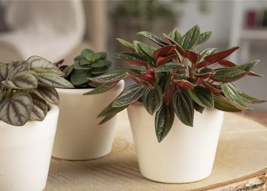 Peperomia 'Napoli Nights'