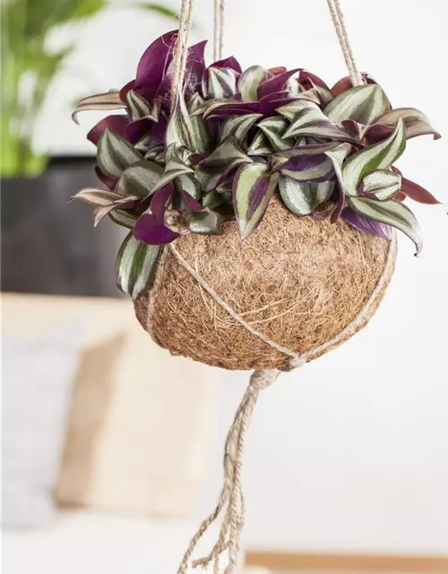 Dreimasterblume 'Nanouk'