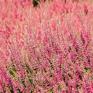 Knospenblüher Knospenblüher