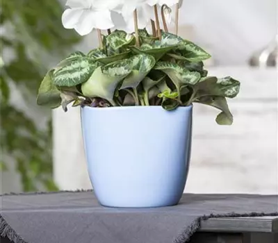 Cyclamen persicum, weiß