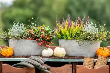 HERBSTLICHE PFLANZIDEEN HERBSTLICHE PFLANZIDEEN