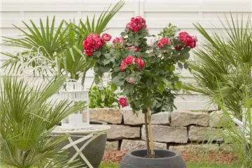 ROSENSTäMMCHEN SIND IM KOMMEN