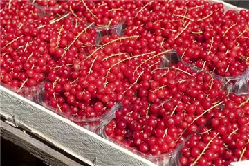 GäRTEN FüR NASCHKATZEN