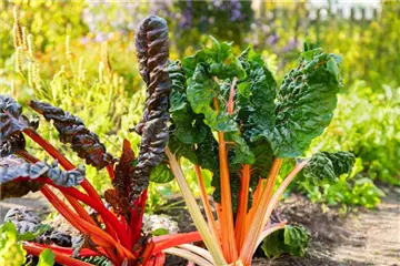 DAS GROSSE COMEBACK DER ALTEN GEMüSESORTEN