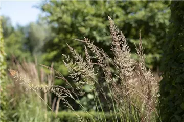 WIE GRäSER DEN GARTEN AUFWERTEN!
