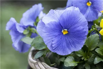 FRüHLING AUF DEM BALKON