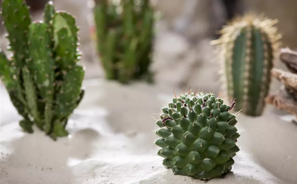 Kiefl's Geheimtipp - Kakteen für drinnen