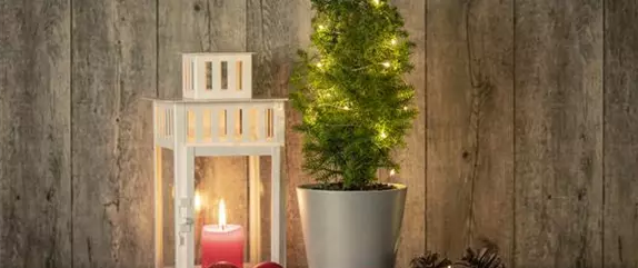 LICHTER ZU WEIHNACHTEN LICHTER ZU WEIHNACHTEN