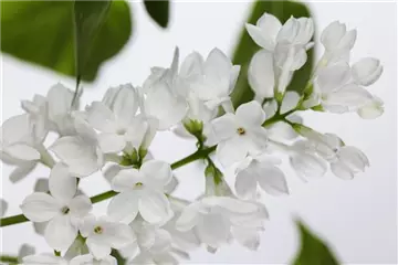 FLIEDER - EINPFLANZEN IM GARTEN