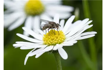 BIOLOGISCHER PFLANZENSCHUTZ IM GARTEN