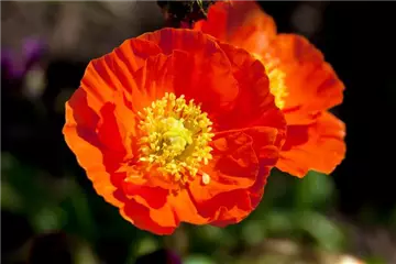 DIE TOP 8 DER SOMMERBLUMEN
