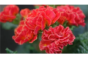 PRIMELN - EINPFLANZEN IM GARTEN