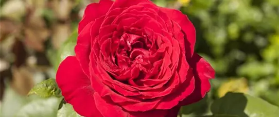 BLUMIGER VALENTINSTAG! BLUMIGER VALENTINSTAG!