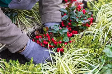 Die Tradition der Grabbepflanzung Die Tradition der Grabbepflanzung