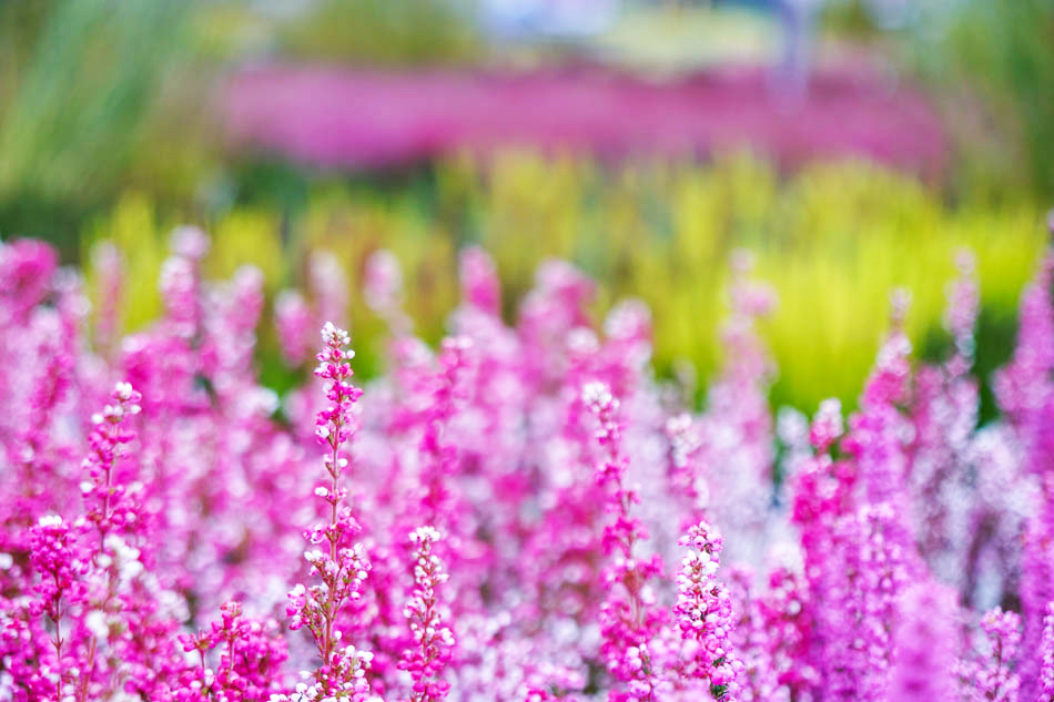 Calluna im Kiefl Gartencenter