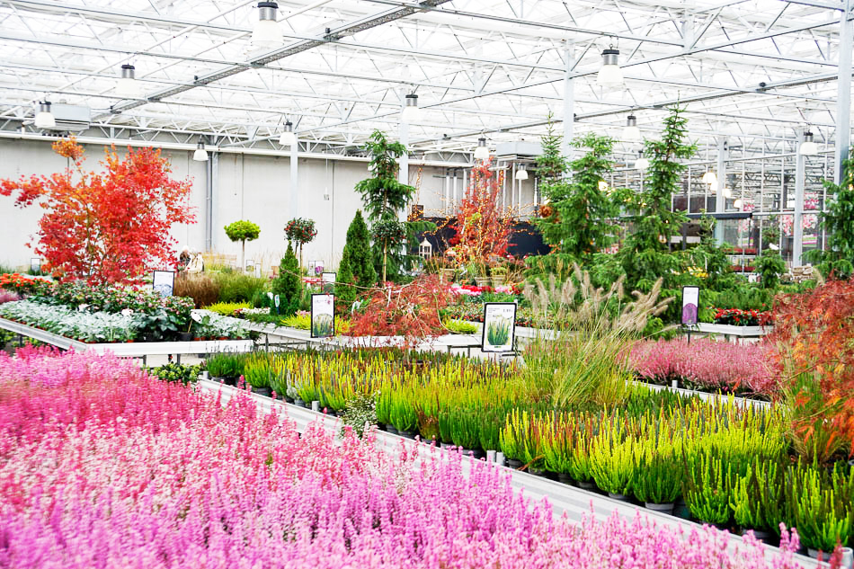 Heide im Kiefl Gartencenter