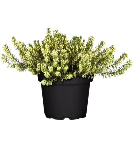  Schneeheide, 13 cm Topf