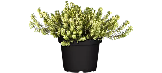  Schneeheide, 13 cm Topf