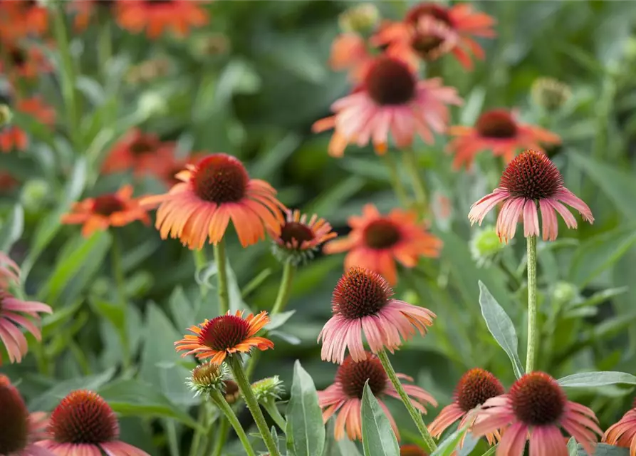 Echinacea purpurea