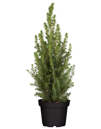 Zuckerhutfichte, 3 Ltr. Container,  Zuckerhutfichte, 3 Ltr. Container,