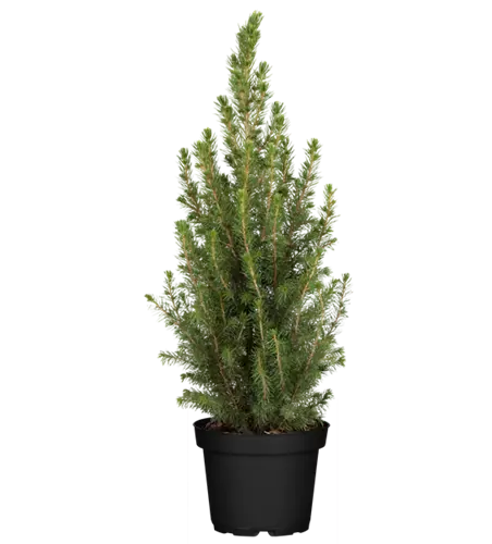 Zuckerhutfichte, 3 Ltr. Container,  Zuckerhutfichte, 3 Ltr. Container,