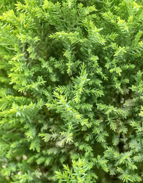 Scheinzypresse 'Ellwood's Gold'