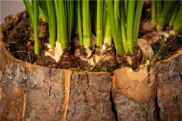 Blumenzwiebeln - Auswahl, Pflanzung und Pflege Blumenzwiebeln - Auswahl, Pflanzung und Pflege