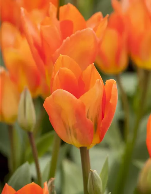 Tulpe Orange Emperor 