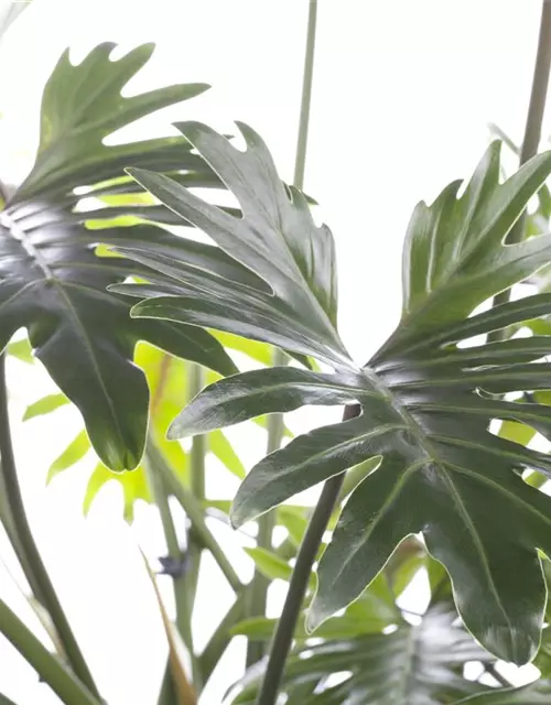 Philodendron Xanadu Stamm, 32 cm Topf