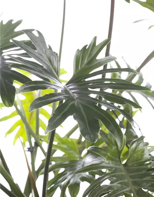 Philodendron Xanadu Stamm, 32 cm Topf