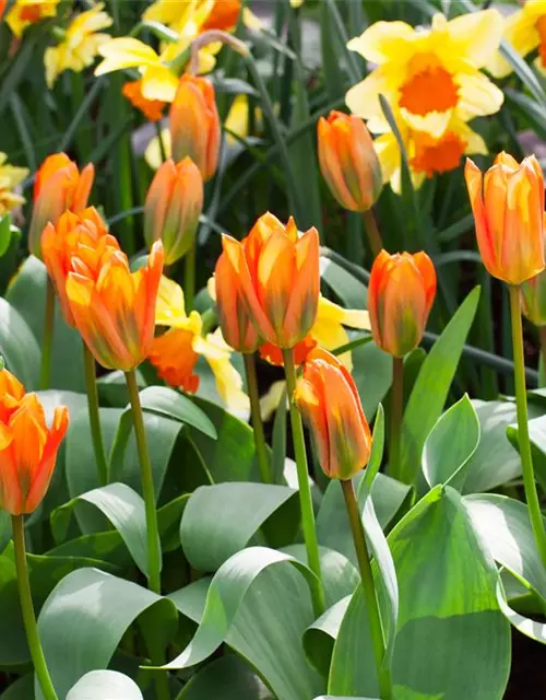 Tulpe Orange Emperor 