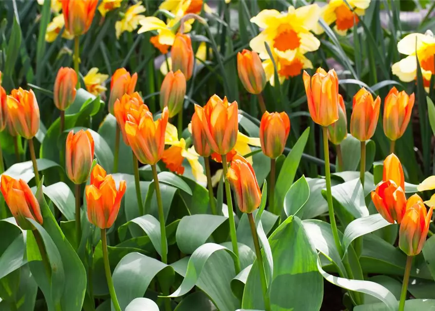 Tulpe Orange Emperor 