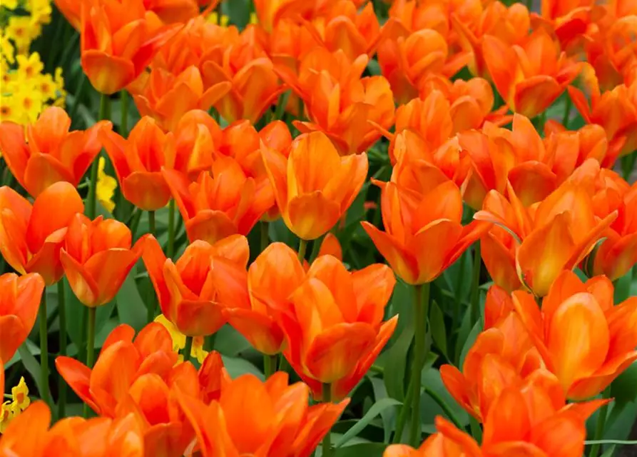 Tulpe Orange Emperor 