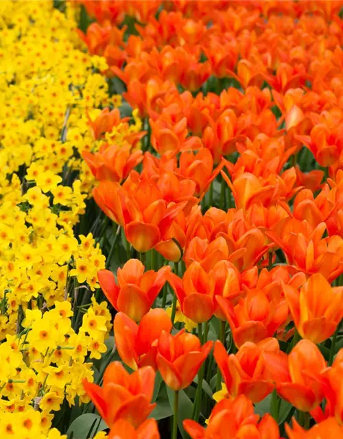 Tulpe Orange Emperor 