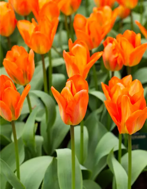 Tulpe Orange Emperor 