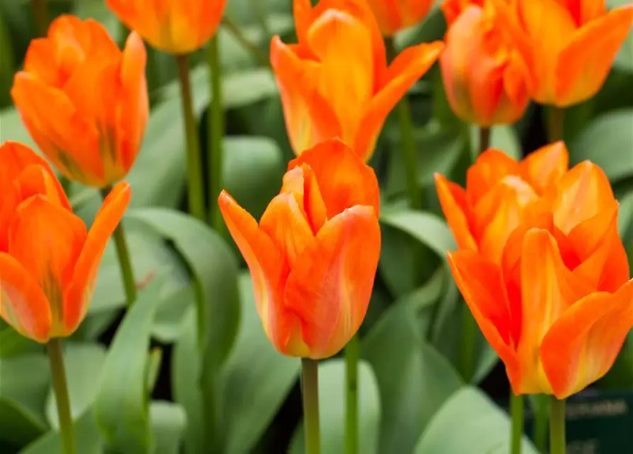 Tulpe Orange Emperor 